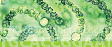 image of virus