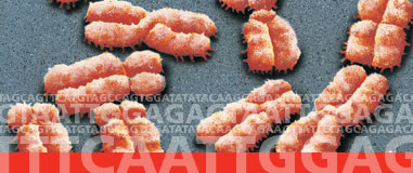 image of virus