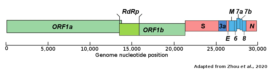 SARSCOV2Gene 200504 website